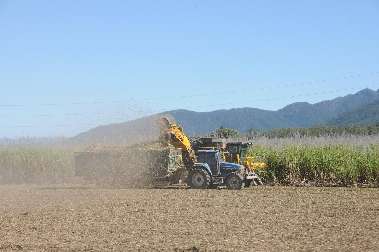 Sugar cane field in Queensland — Mackay Sugar cyberattack disruption