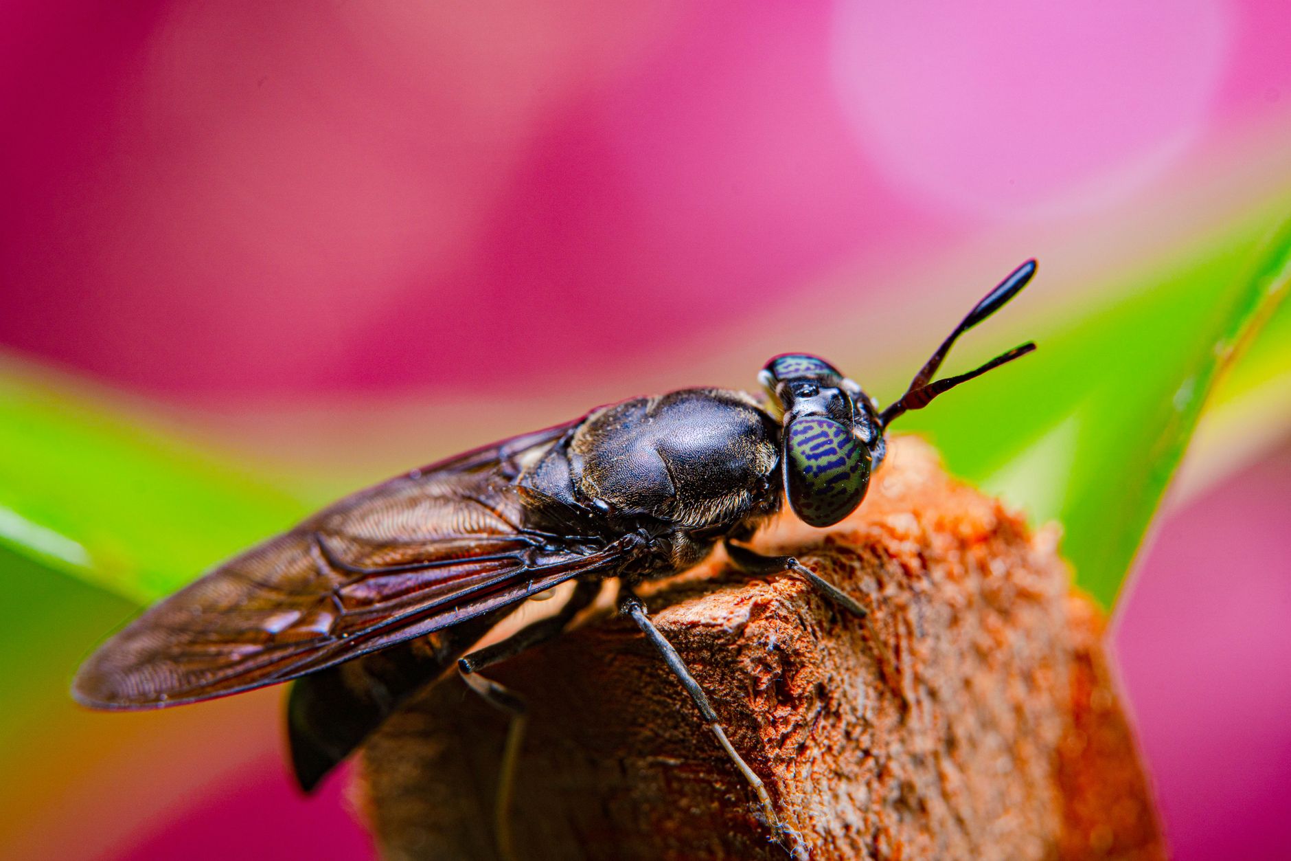 Goterra insect-based food-waste processing system