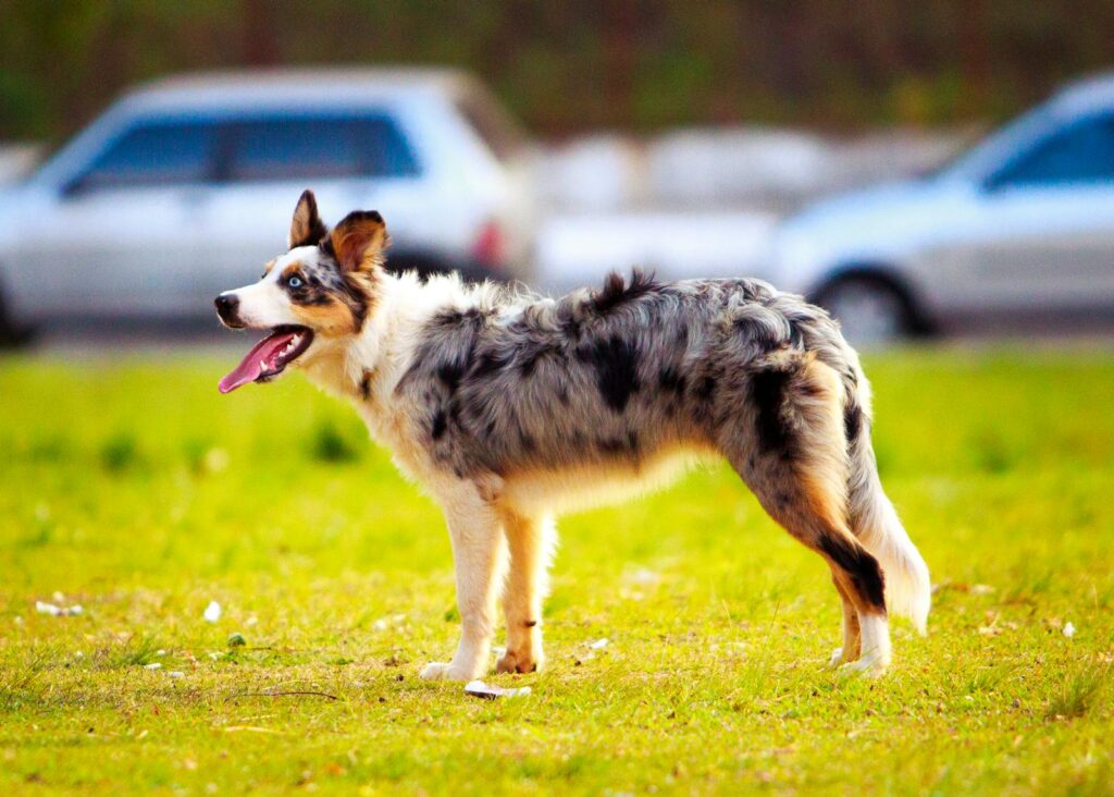 Australian Shepherd